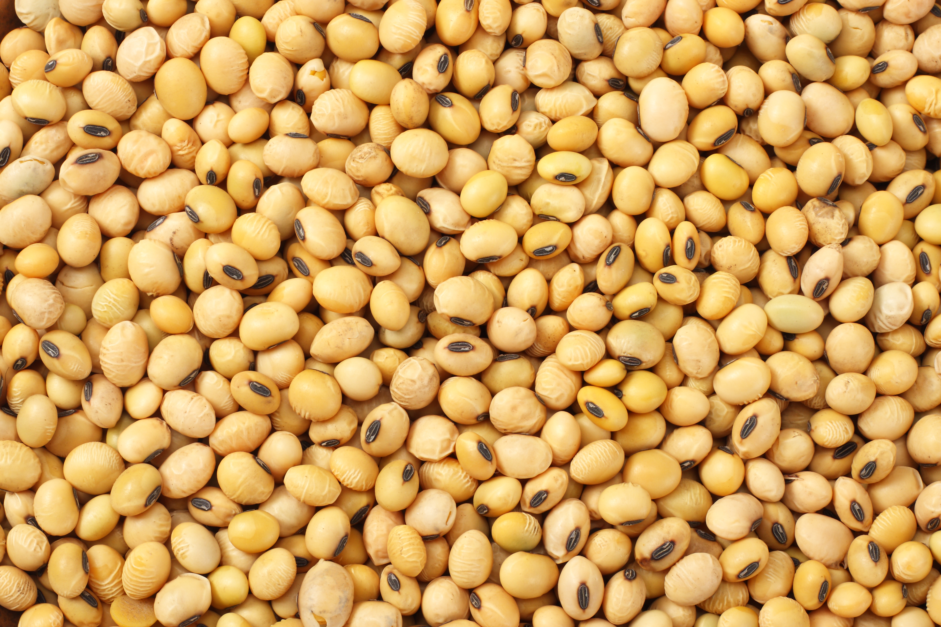 U.S. Soybean Exports Exceed Analyst Expectations