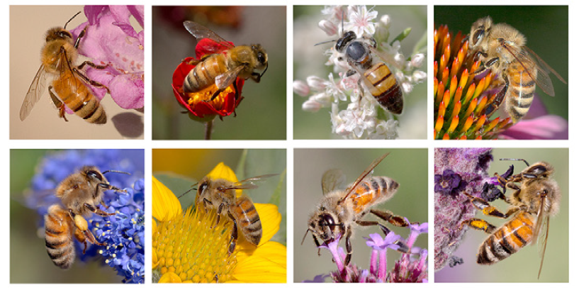 honeybees – Firefly Fieldso