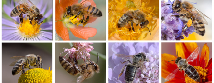 OH HONEY! Let’s Talk Bees