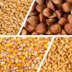 Harvest 2020 Features Buckwheat, Spelt, Yellow Maize, and Soft Red Wheat