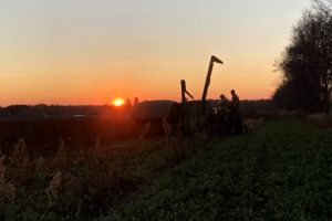 Firefly Fields Harvest 2020